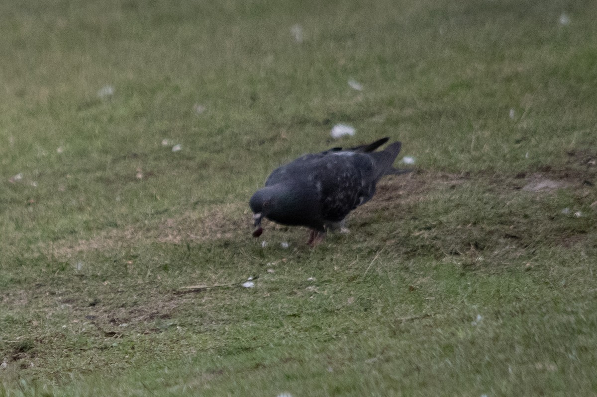 Rock Pigeon (Feral Pigeon) - ML619351637