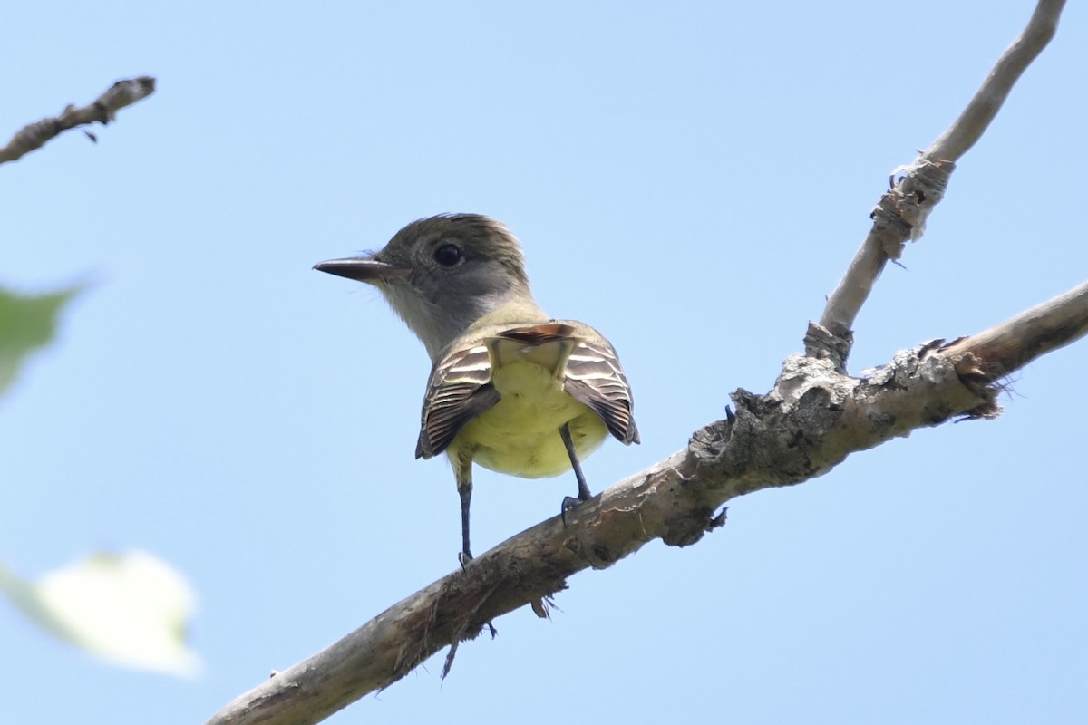 Great Crested Flycatcher - ML619351647