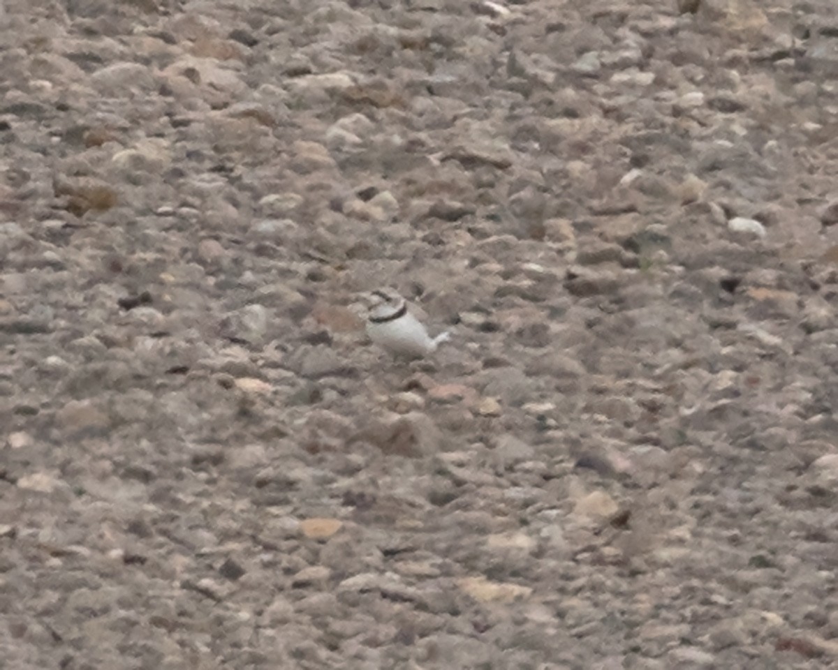 Piping Plover - ML619351666