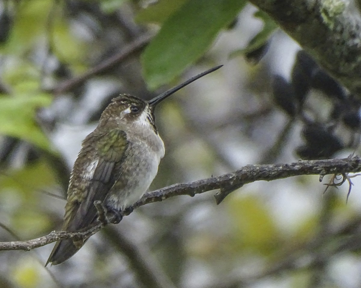 kolibřík hvězdohrdlý - ML619351721
