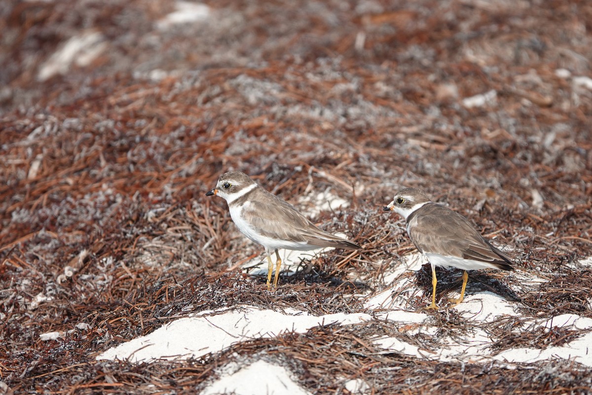 Semipalmated Plover - ML619351741