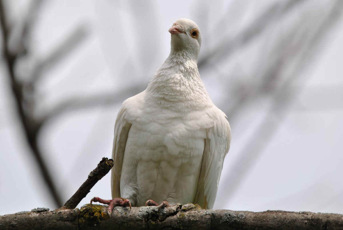 Rock Pigeon (Feral Pigeon) - ML619351755