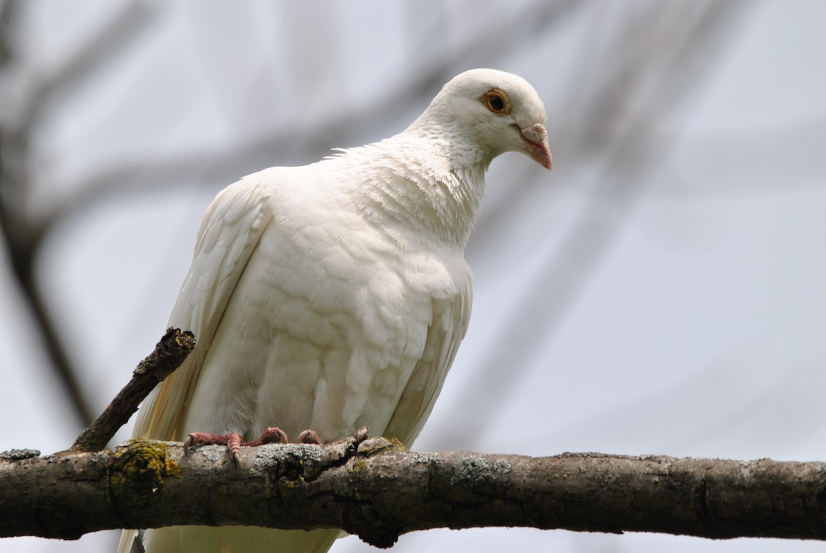 Rock Pigeon (Feral Pigeon) - ML619351757
