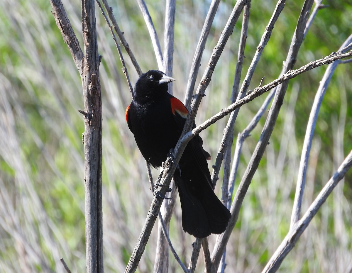 Red-winged Blackbird - ML619351793