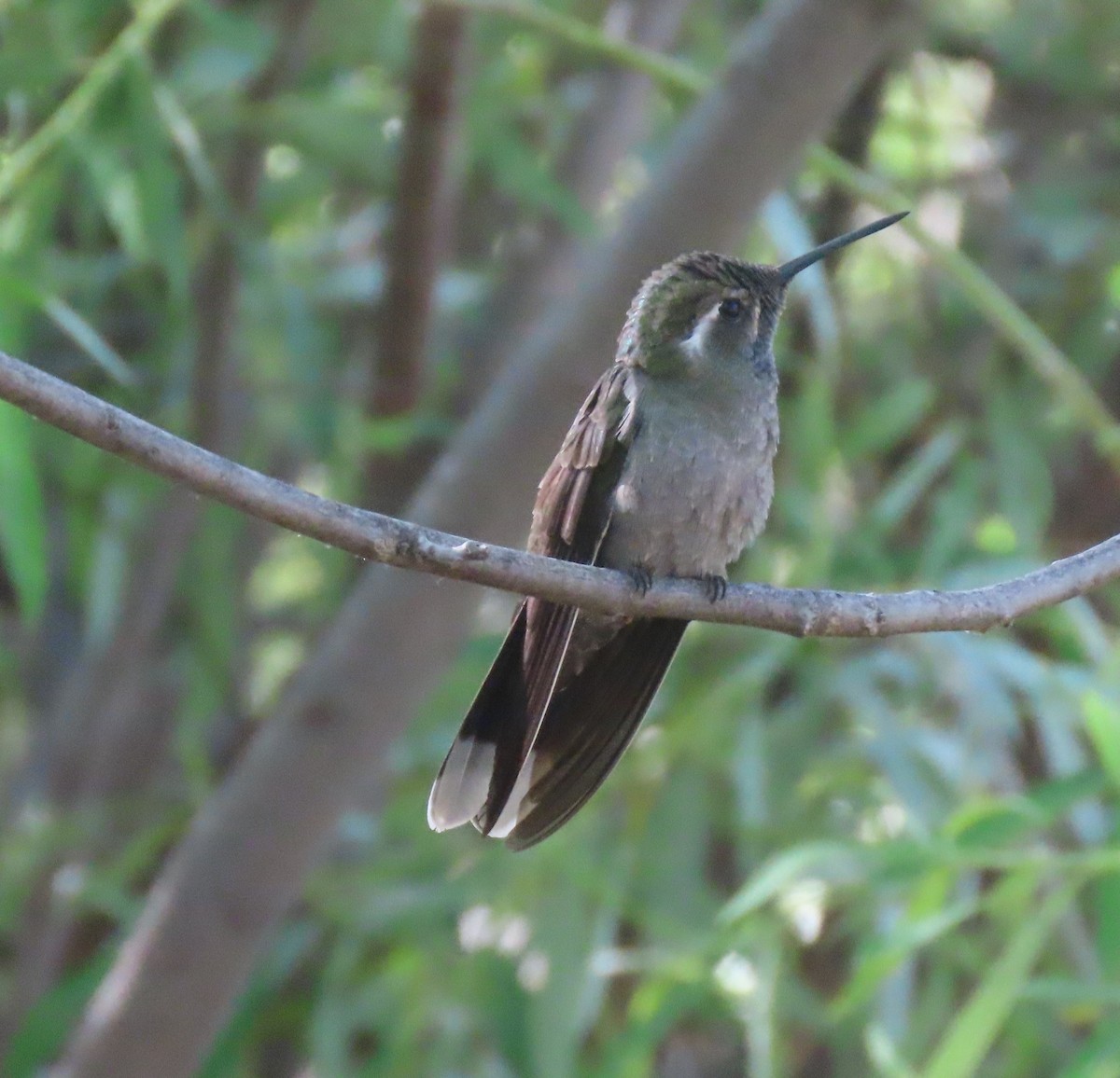 kolibřík blankytohrdlý - ML619351896