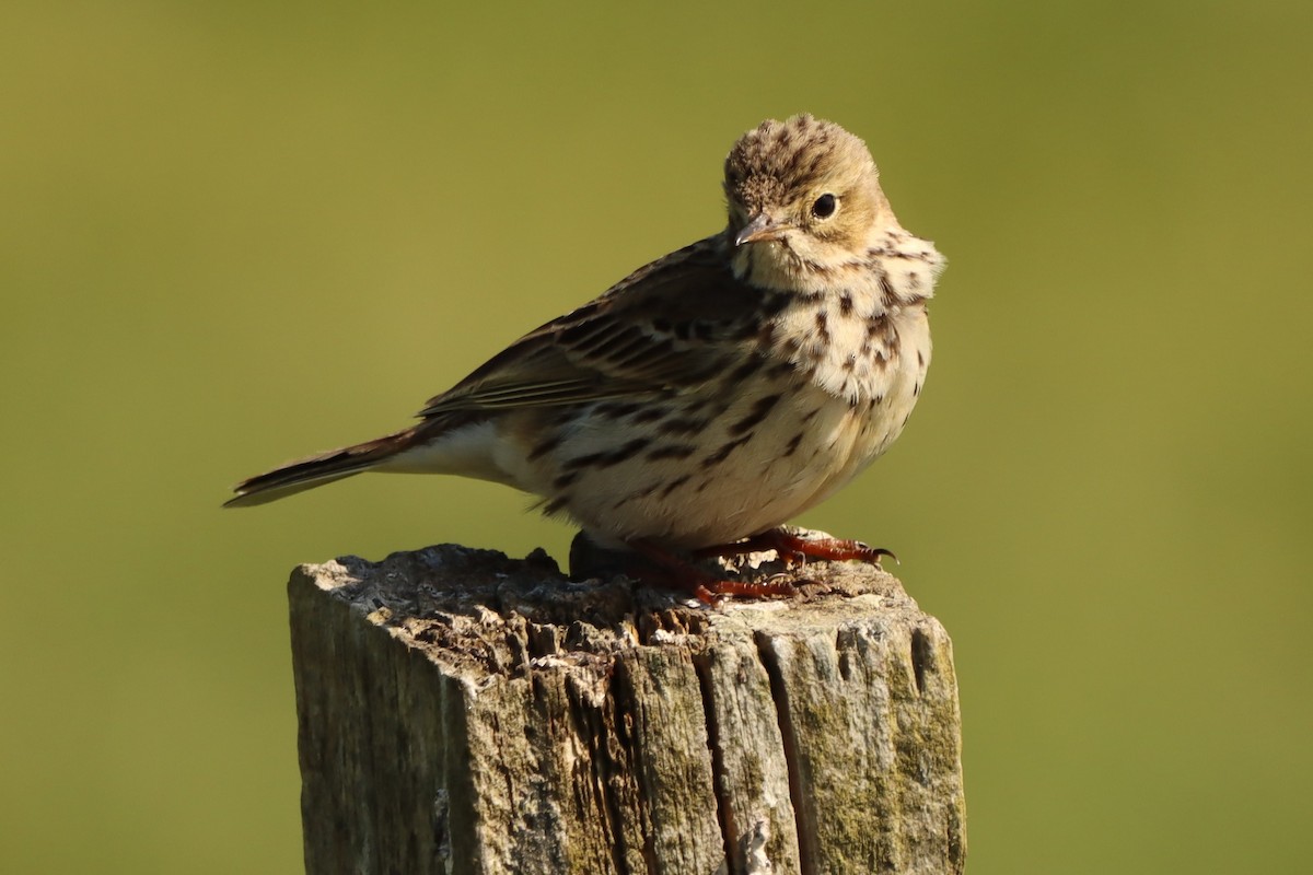 Meadow Pipit - ML619351901