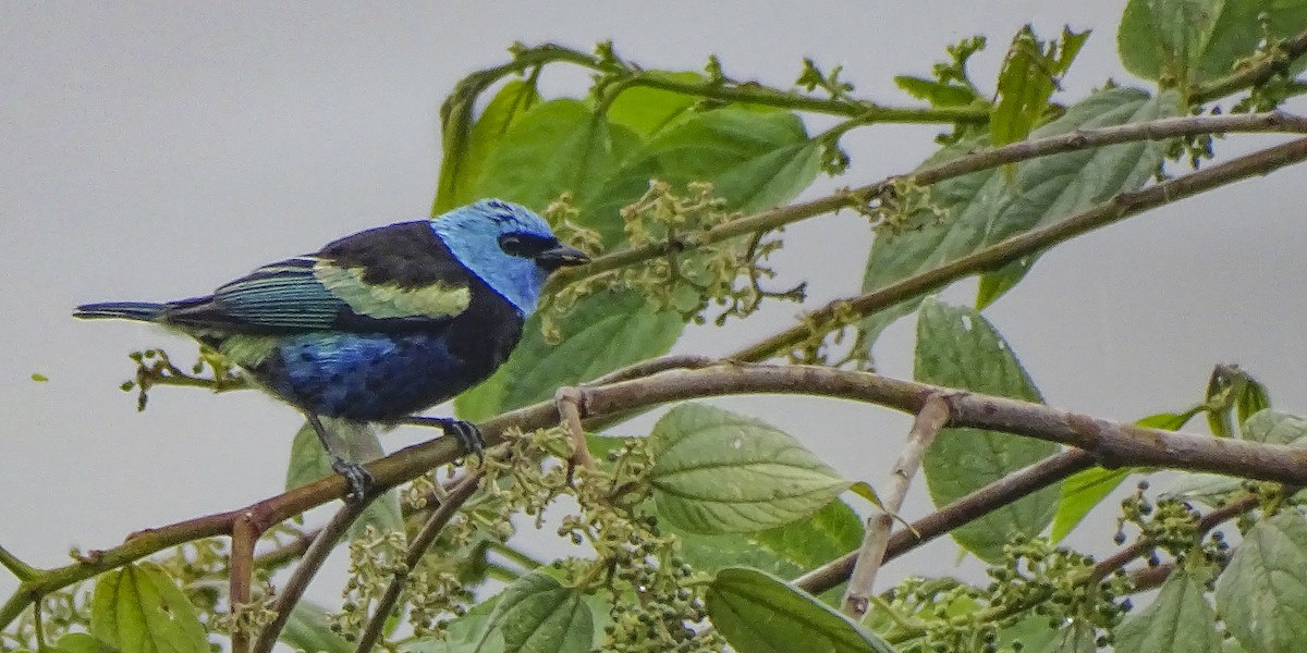 Blue-necked Tanager - ML619351959
