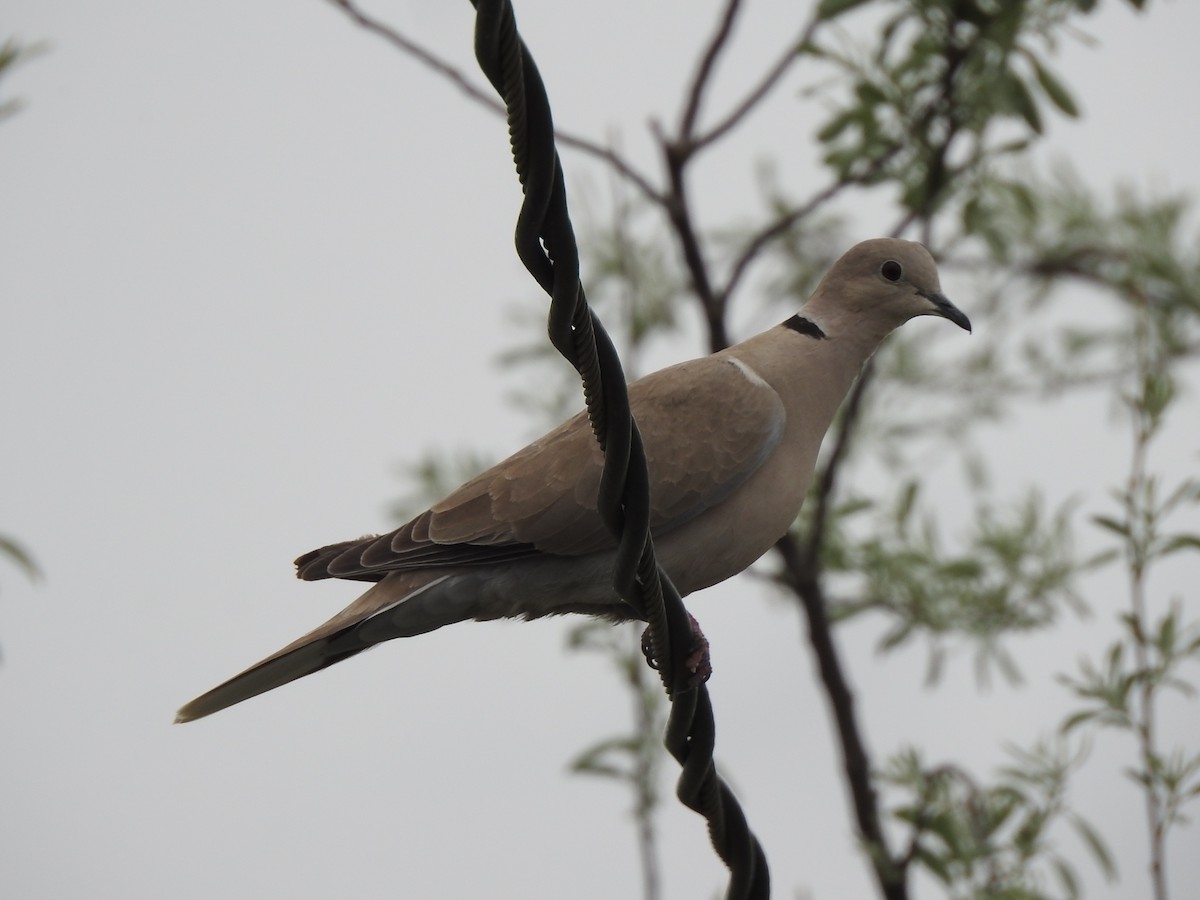 Eurasian Collared-Dove - ML619351994