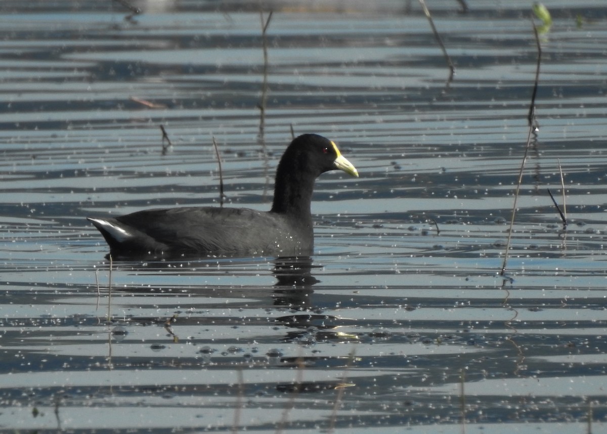 White-winged Coot - ML619352006