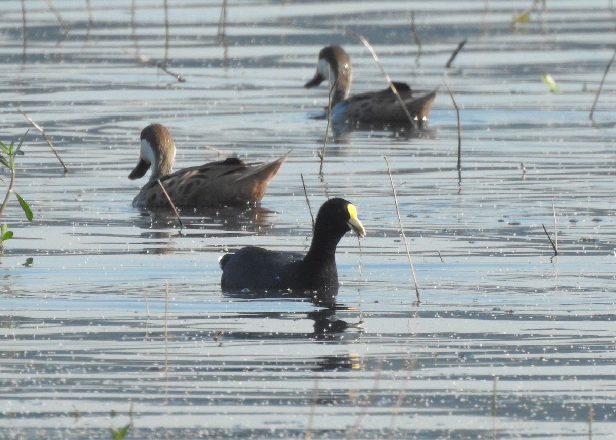 White-winged Coot - ML619352007