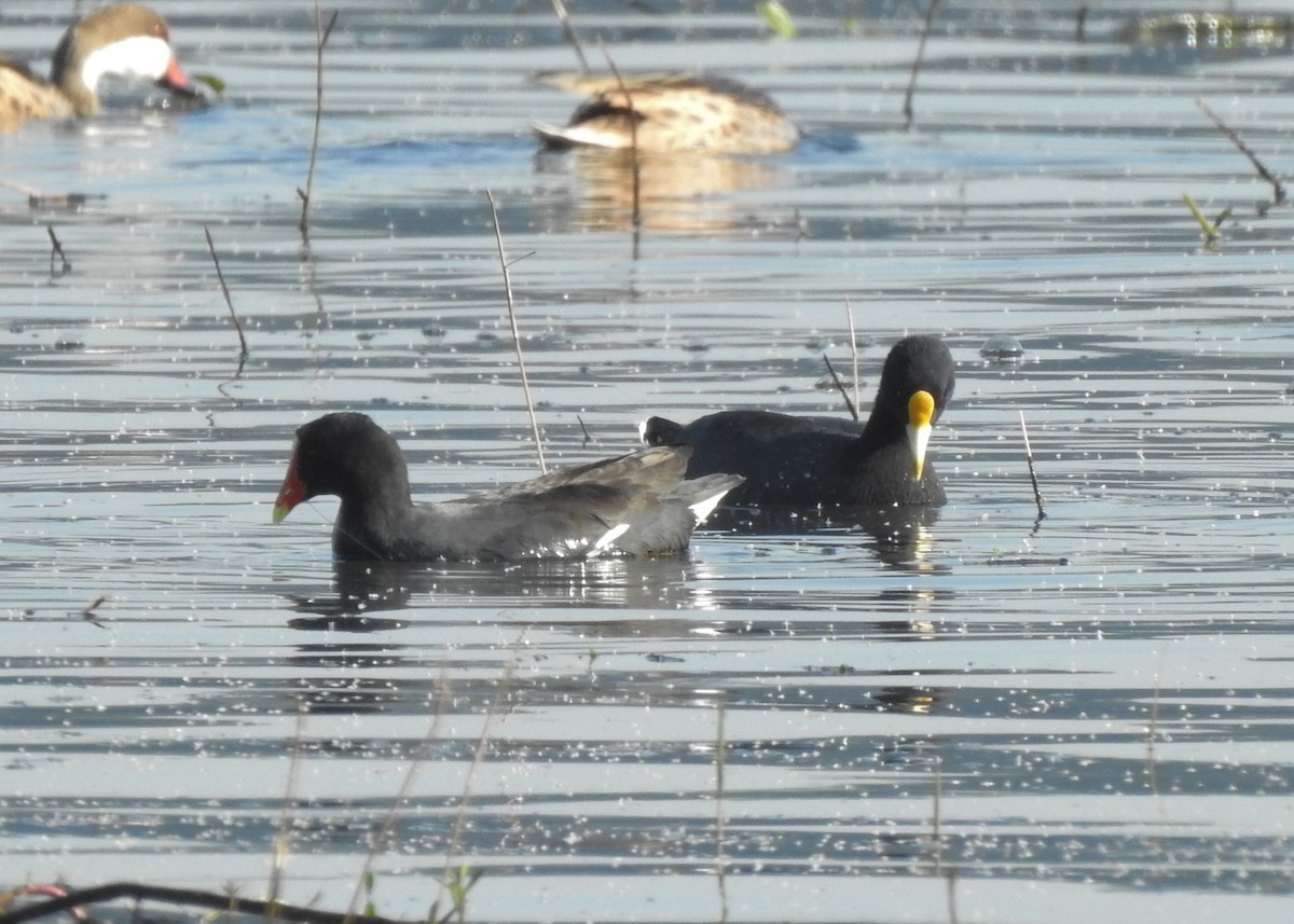 White-winged Coot - ML619352008