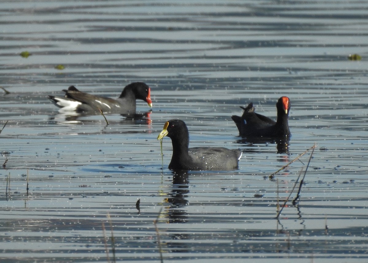White-winged Coot - ML619352009