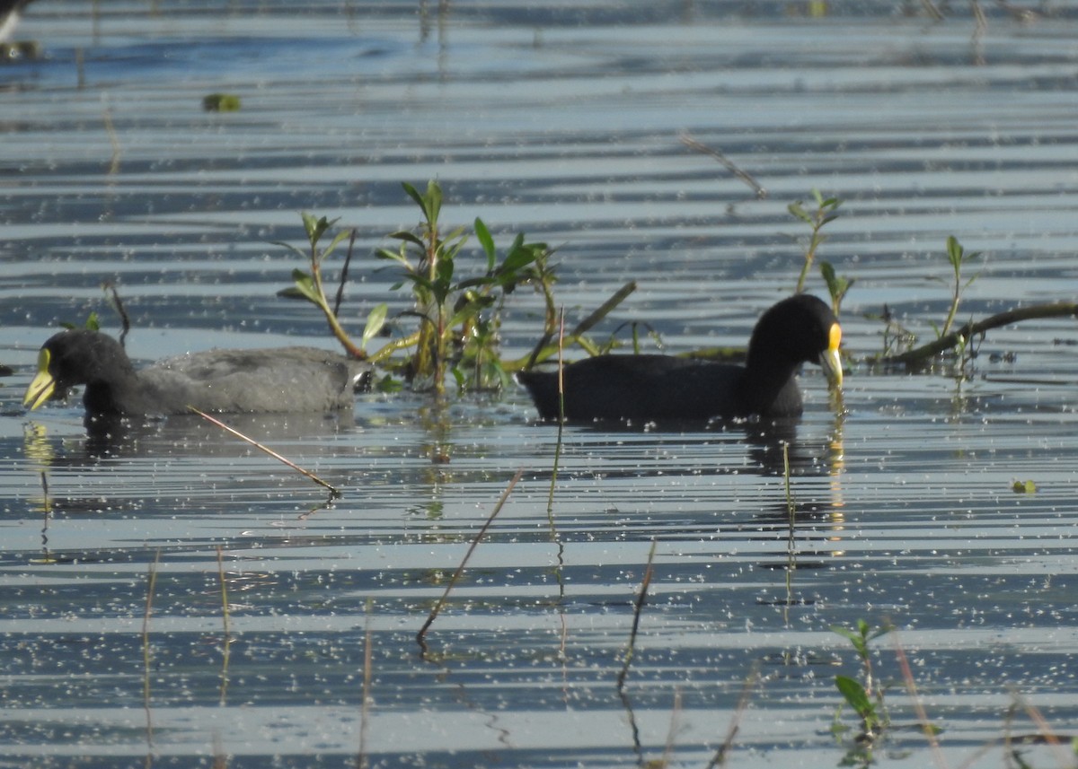 White-winged Coot - ML619352010