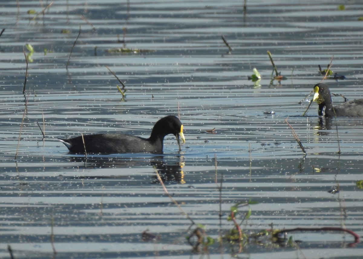 White-winged Coot - ML619352012
