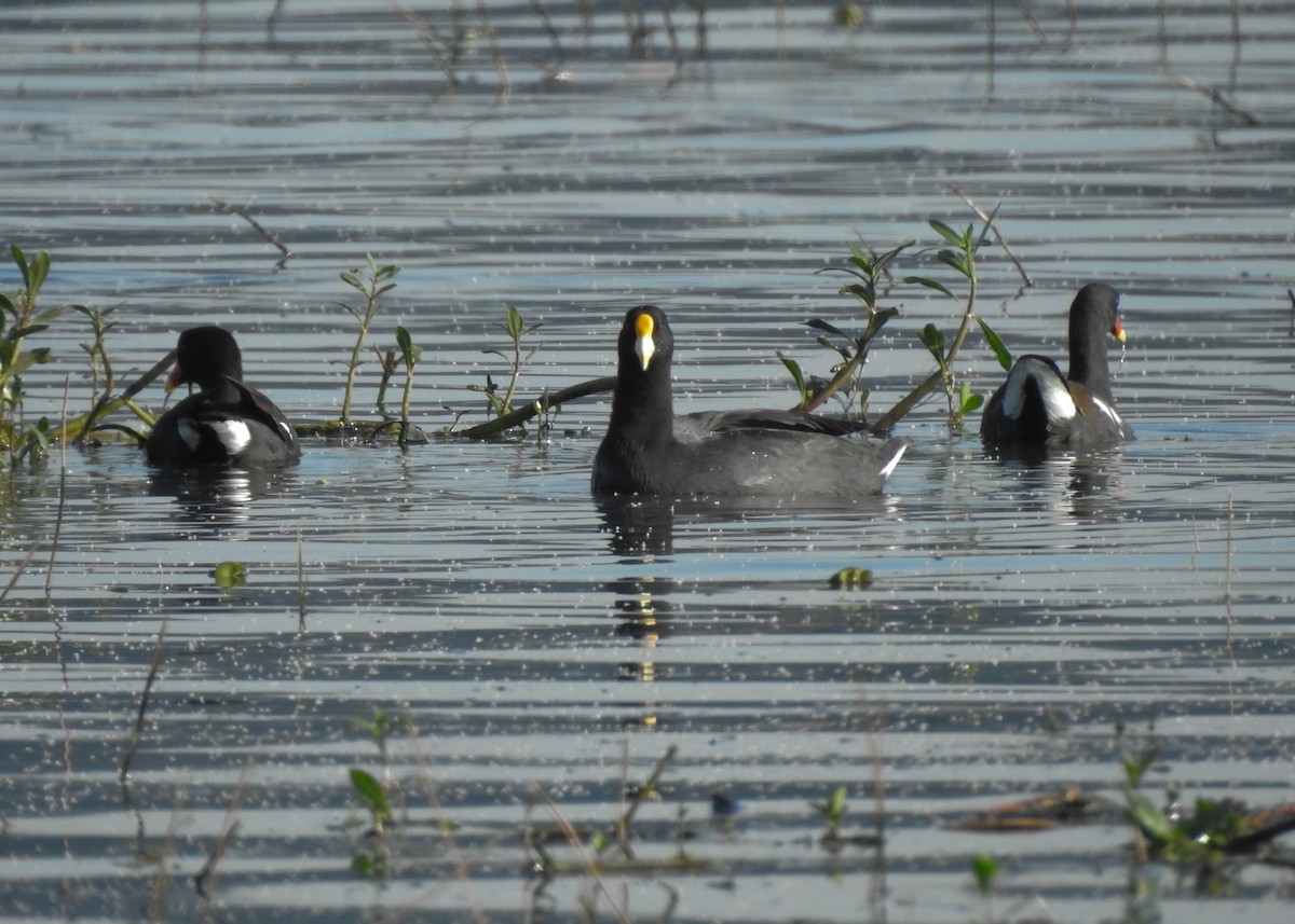 White-winged Coot - ML619352013