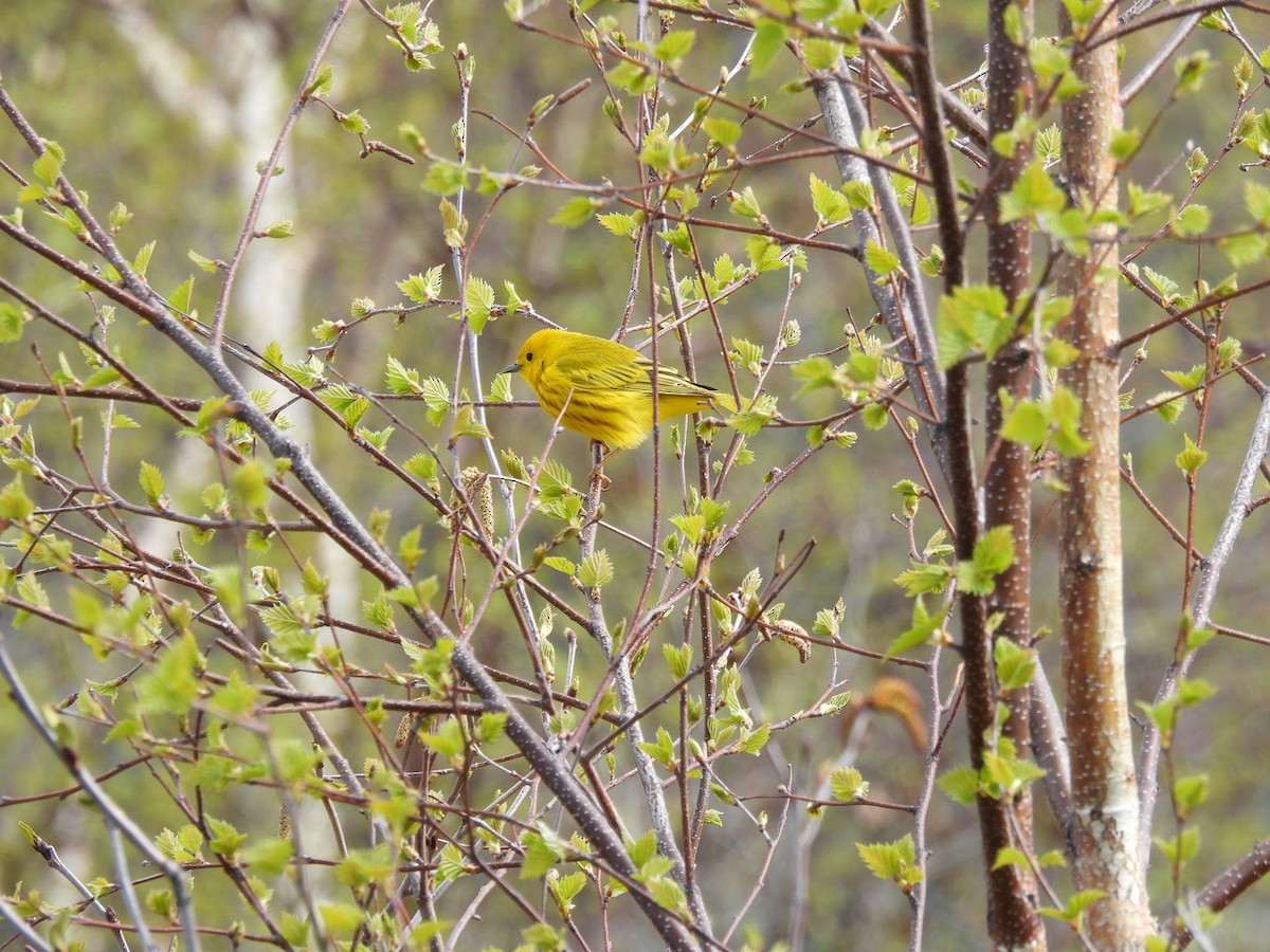 Yellow Warbler - ML619352015