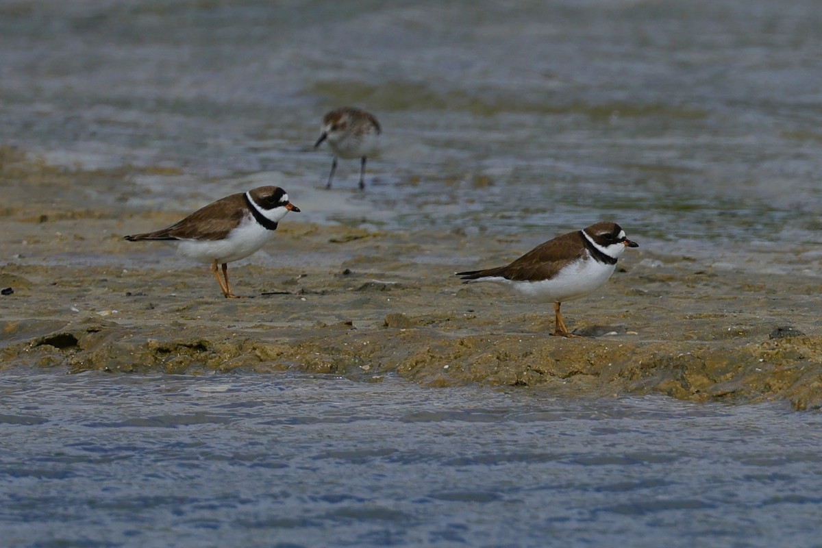 Semipalmated Plover - ML619352053