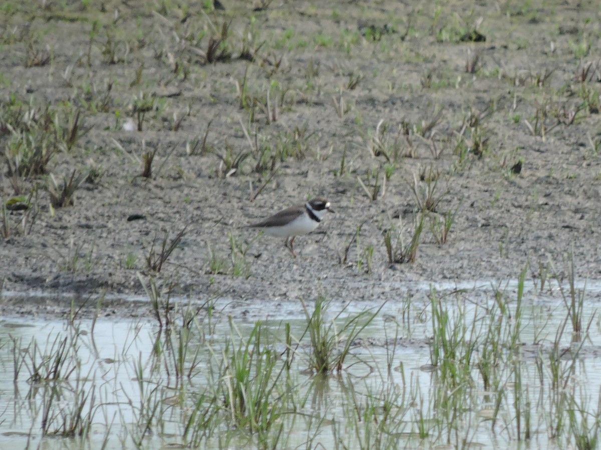 Semipalmated Plover - ML619352056