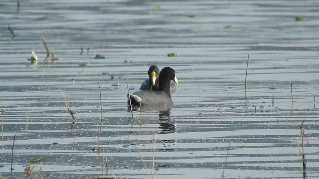 White-winged Coot - ML619352069