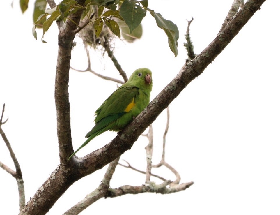 Yellow-chevroned Parakeet - ML619352078
