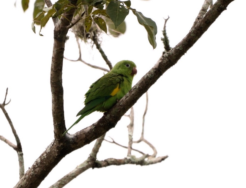 Yellow-chevroned Parakeet - ML619352079