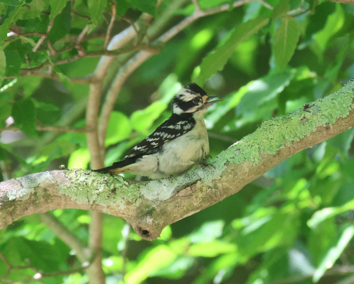 Downy Woodpecker - ML619352104