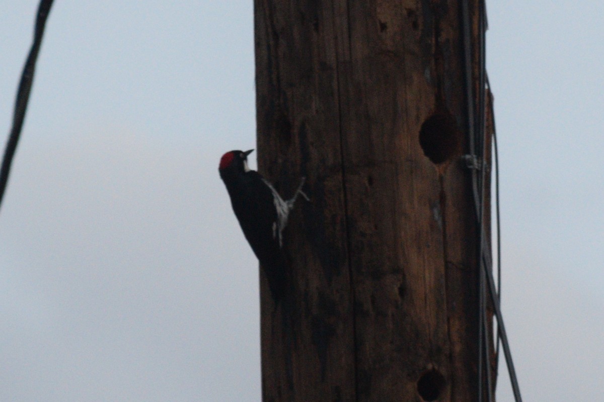 Acorn Woodpecker - ML619352233