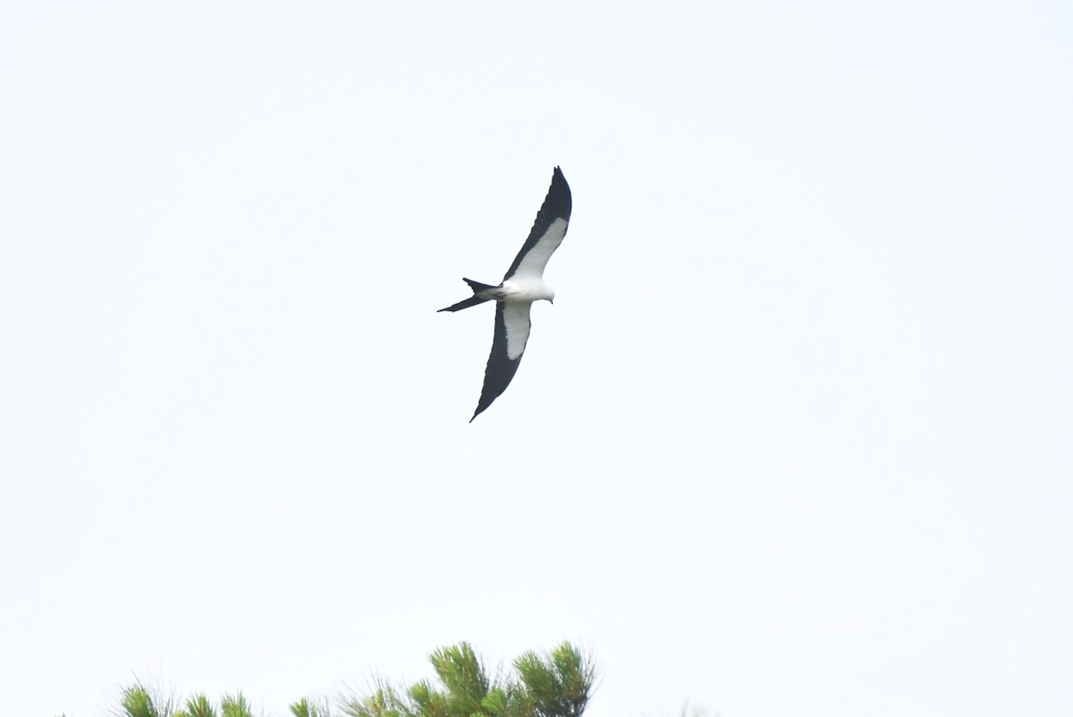 Swallow-tailed Kite - ML619352236