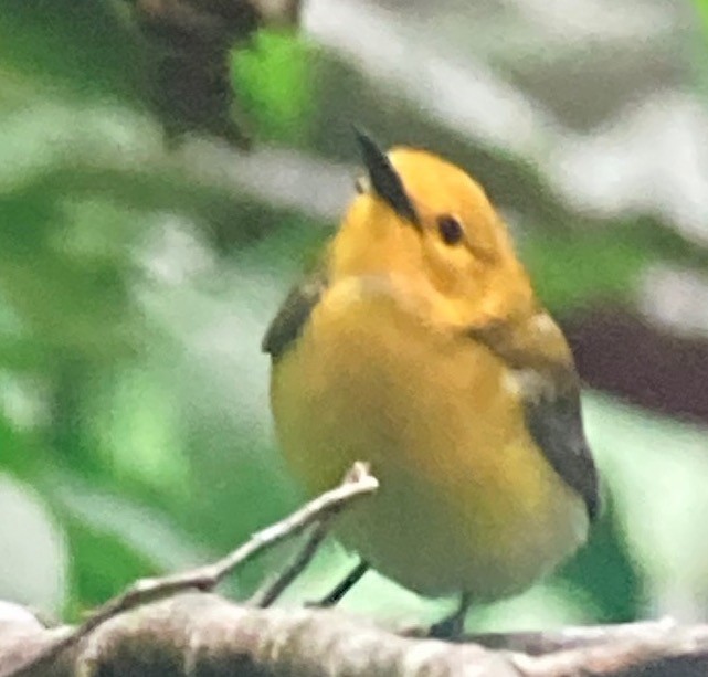 Prothonotary Warbler - ML619352250