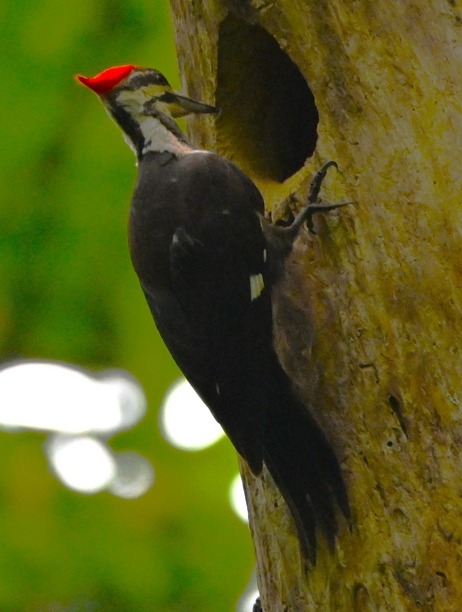 Pileated Woodpecker - ML619352262