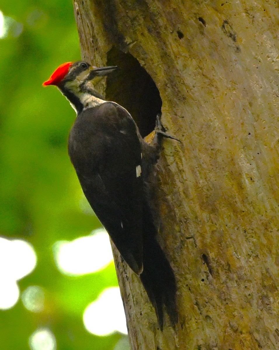 Pileated Woodpecker - ML619352263