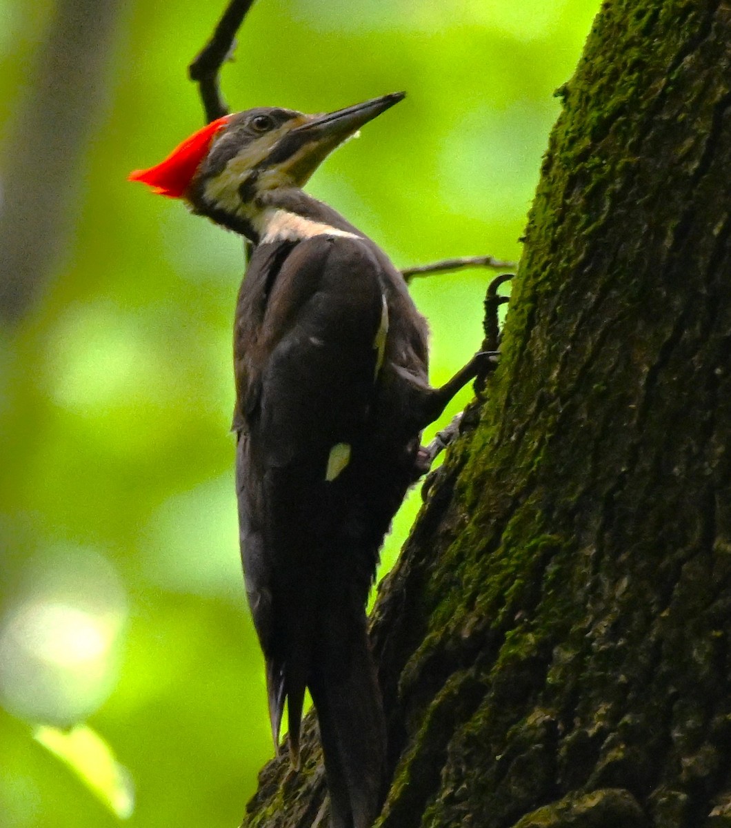 Pileated Woodpecker - ML619352264