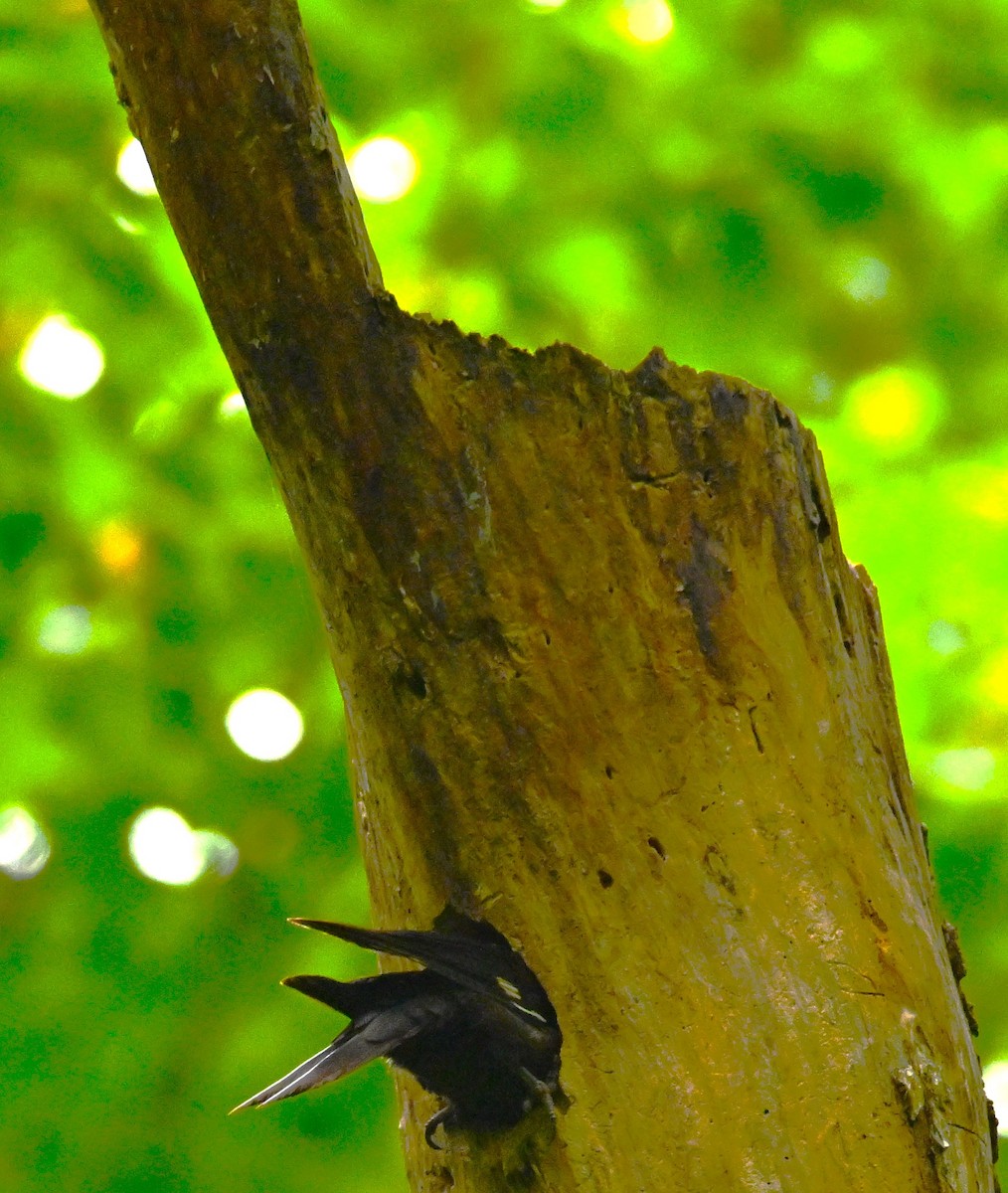 Pileated Woodpecker - ML619352265