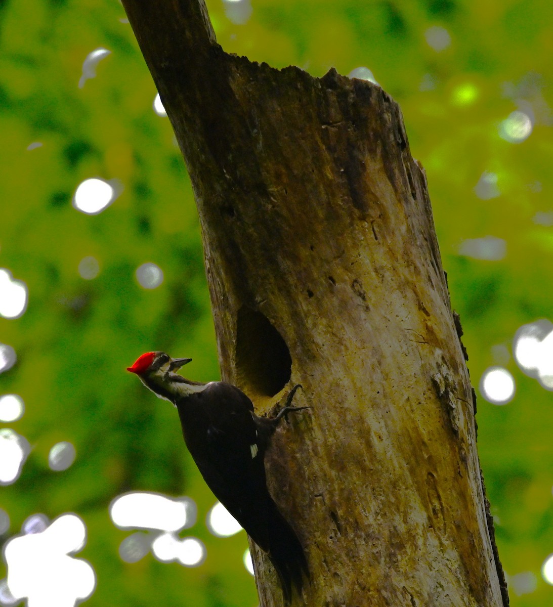 Pileated Woodpecker - ML619352267