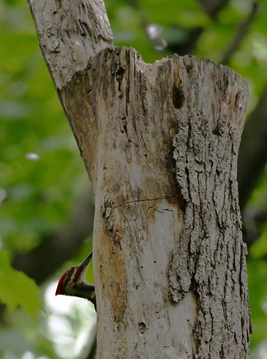 Pileated Woodpecker - ML619352268