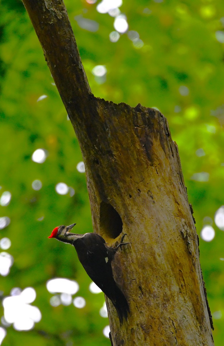 Pileated Woodpecker - ML619352269