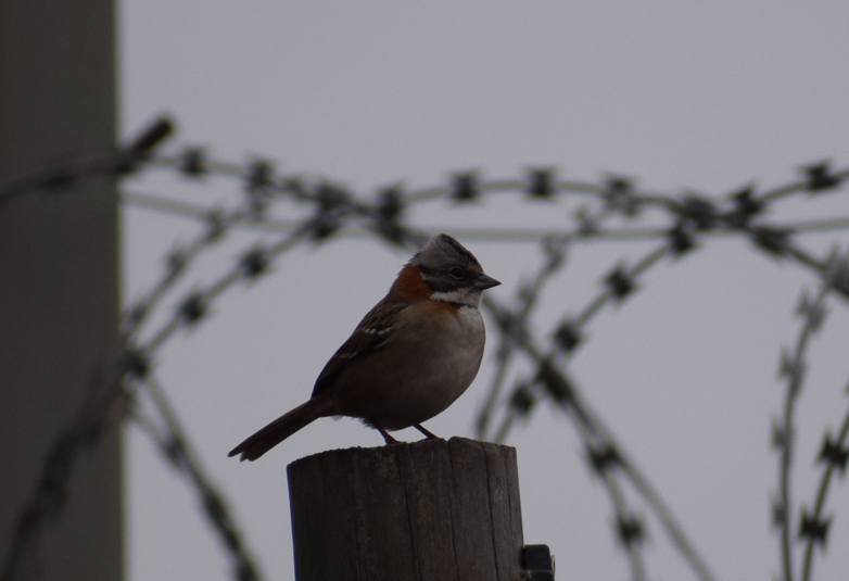 Rufous-collared Sparrow - ML619352272