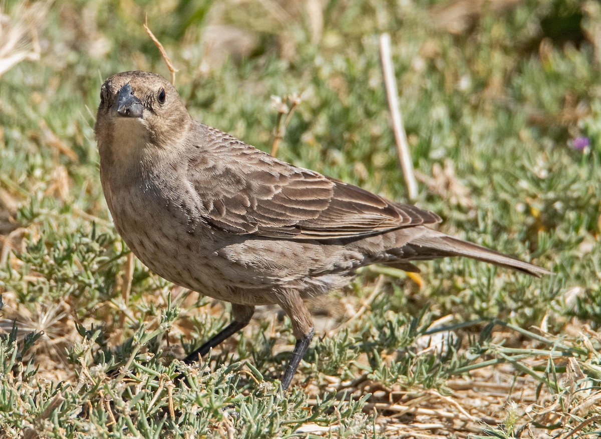 Brown-headed Cowbird - ML619352282