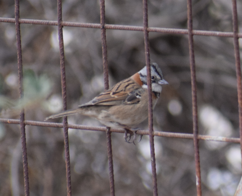 Rufous-collared Sparrow - ML619352286