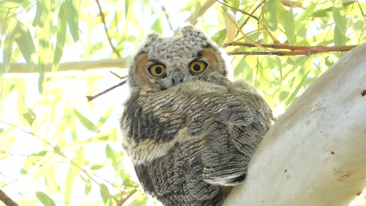 Great Horned Owl - ML619352292