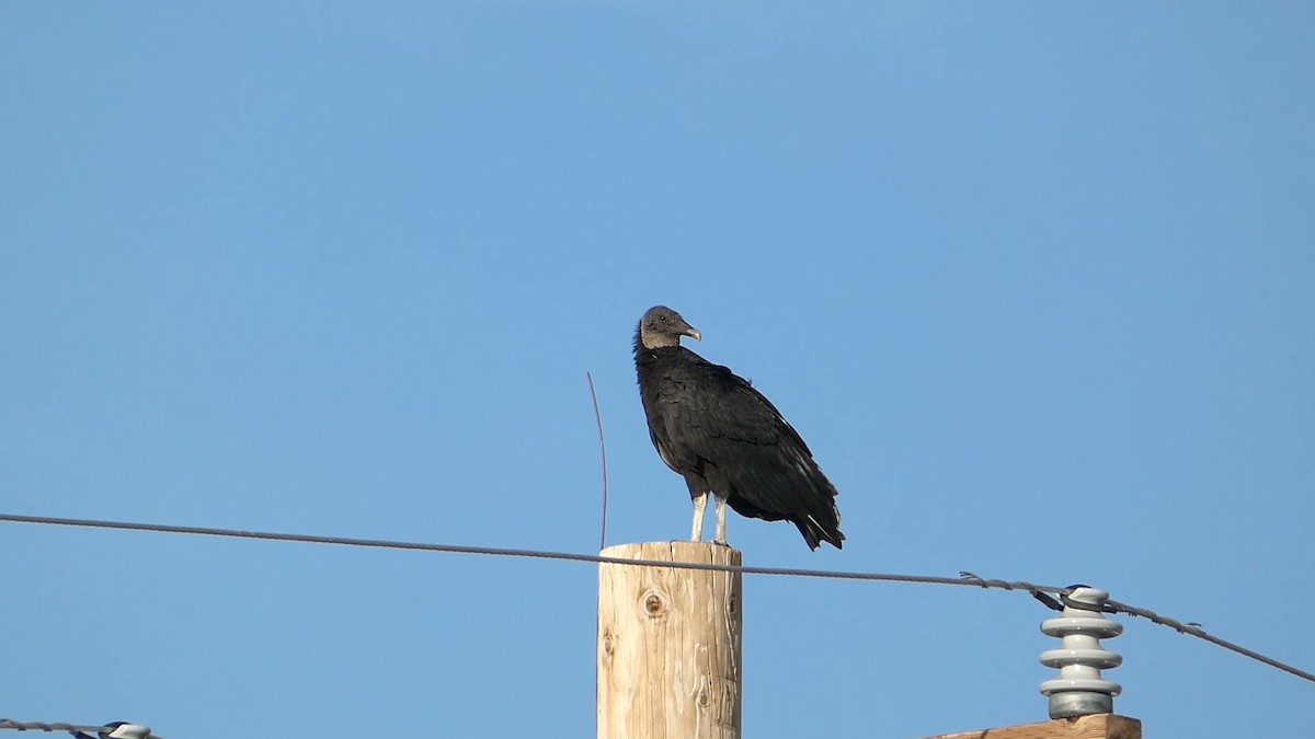Black Vulture - ML619352296
