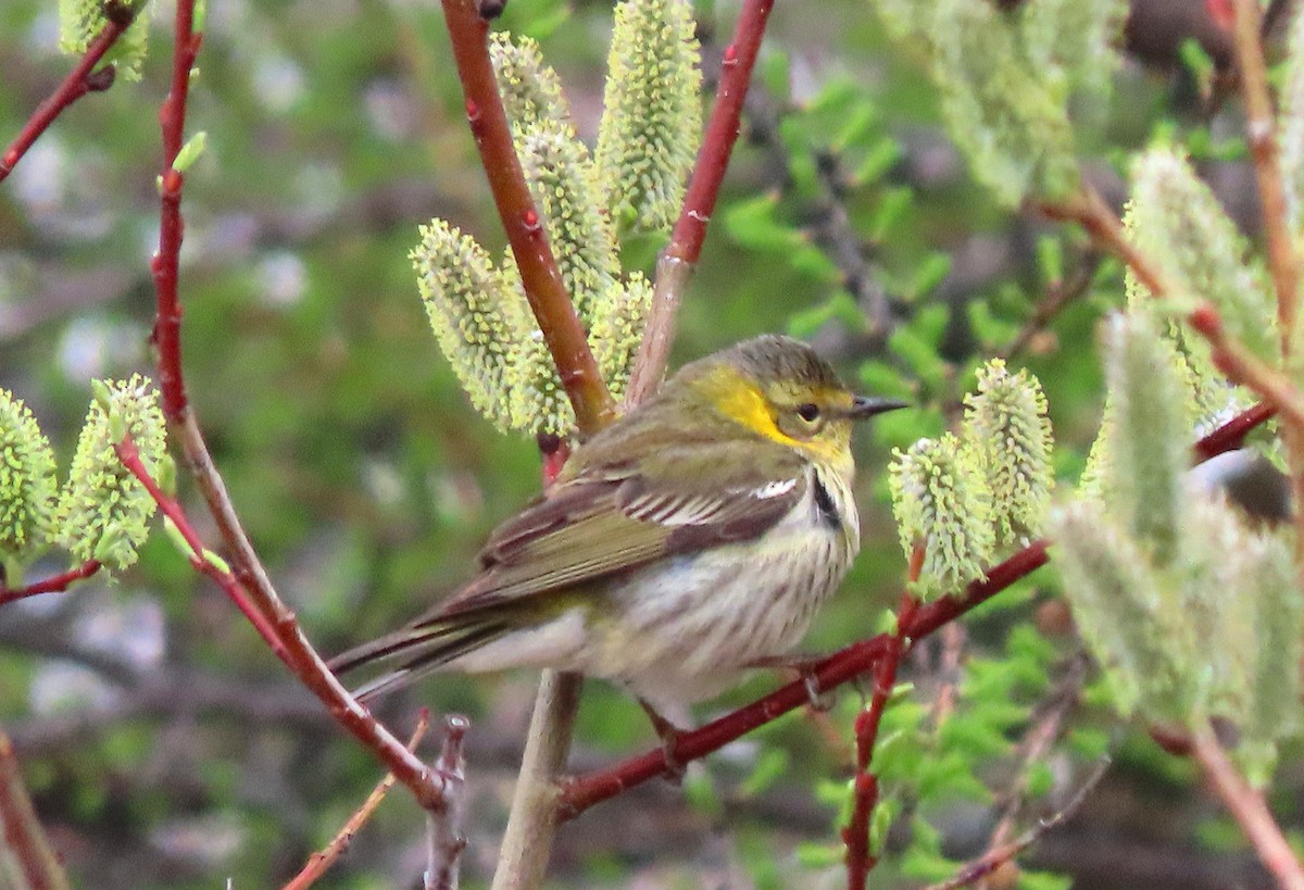 Cape May Warbler - ML619352303