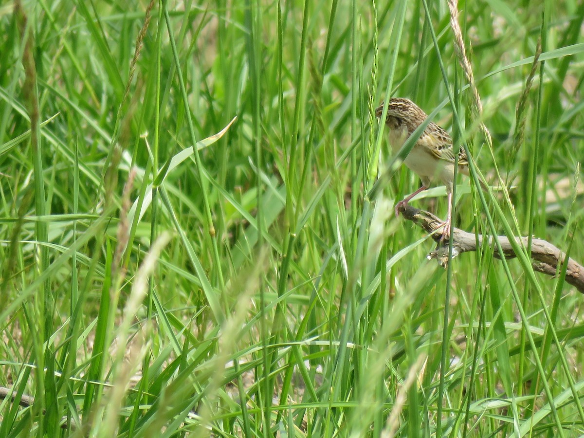 Grasshopper Sparrow - ML619352308
