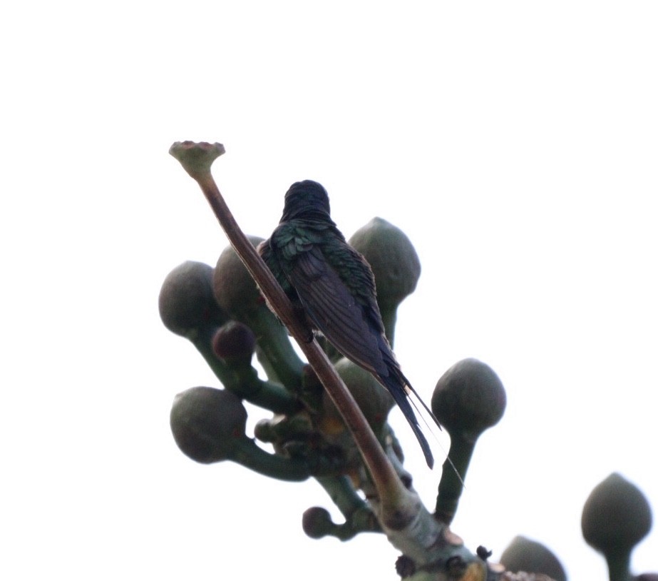 Swallow-tailed Hummingbird - ML619352354