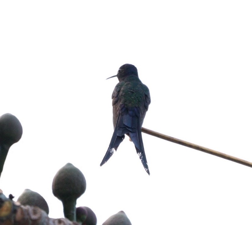Swallow-tailed Hummingbird - ML619352355