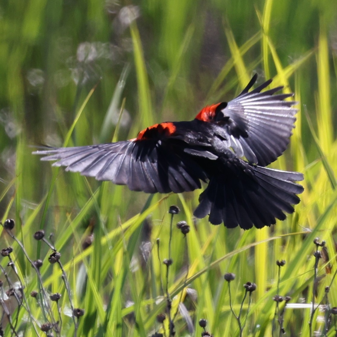 Red-winged Blackbird (California Bicolored) - ML619352359