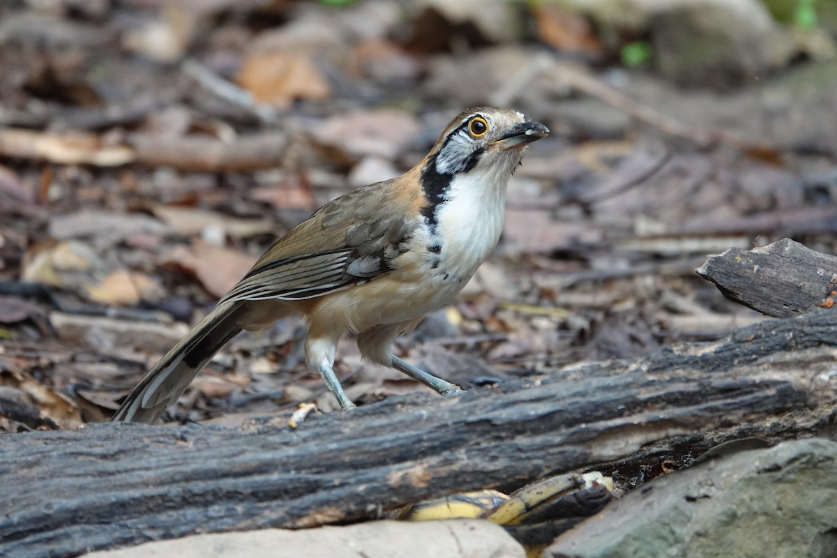 Greater Necklaced Laughingthrush - ML619352360