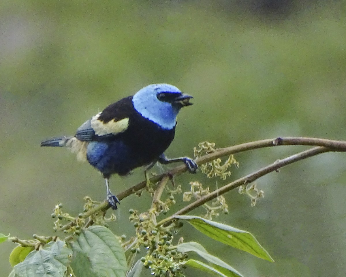 Blue-necked Tanager - ML619352363