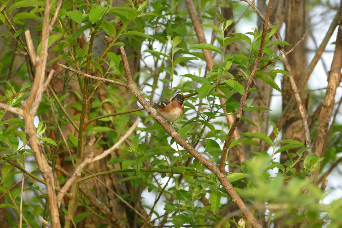 Bay-breasted Warbler - ML619352370