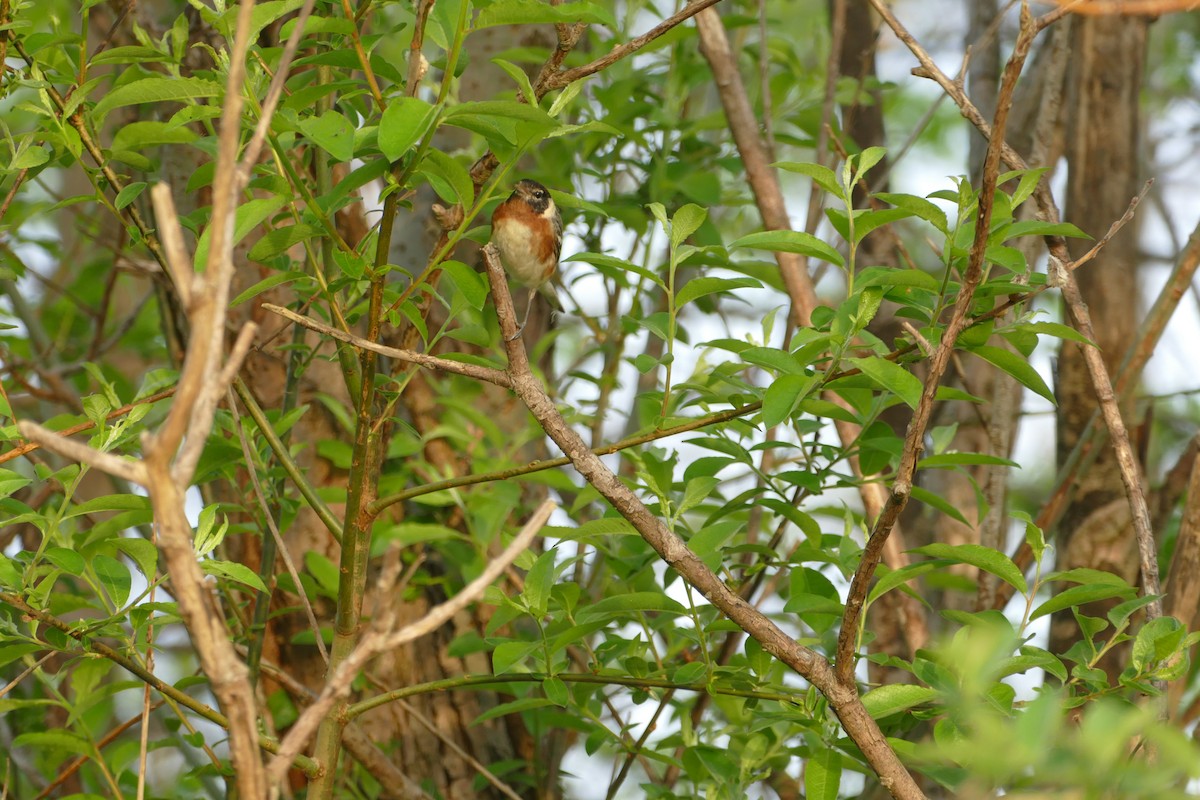 Bay-breasted Warbler - ML619352374